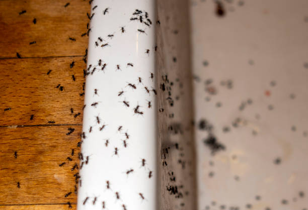 Best Termite Control Services  in Putney, GA