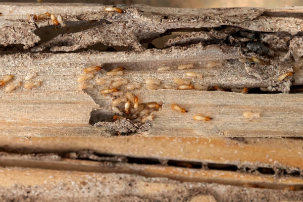 Best Pest Control Treatment  in Putney, GA
